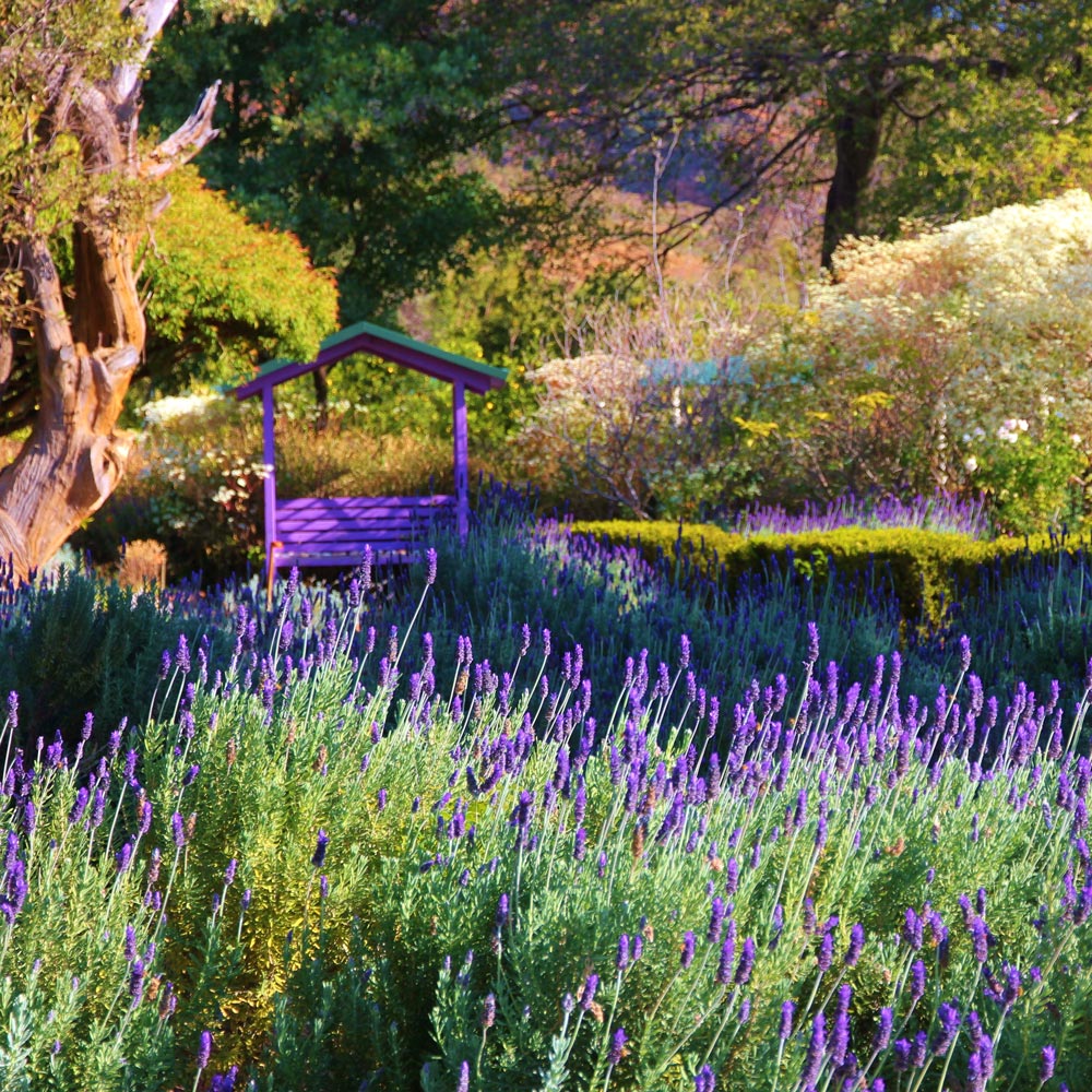 Margaret Roberts Herbal Centre - LAVENDER FESTIVAL